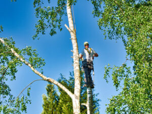 Tree Services