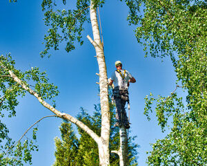 Tree Services